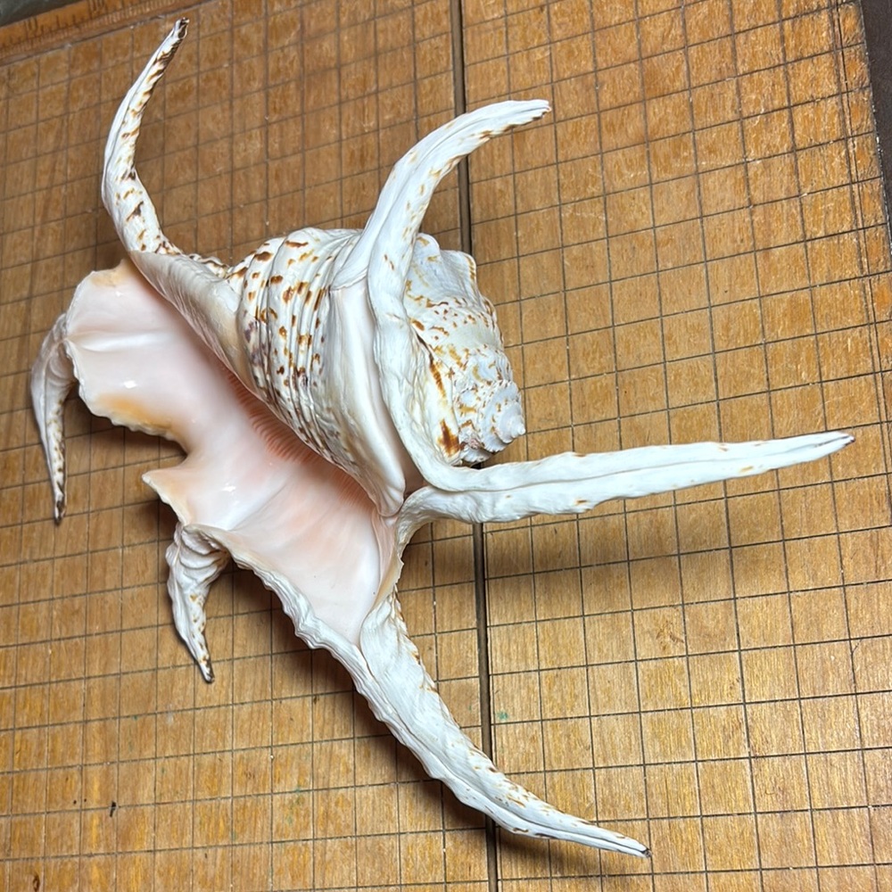 Spider Conch Natural White Brown Shell 10”Lx6.5”Wx2.75”H Beach Bath 11.4oz - Picture 13 of 17